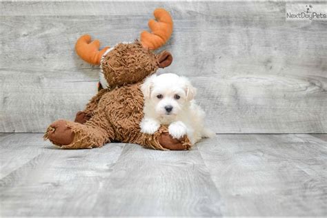 Because all breeding programs are different, you may find dogs for sale outside that price range. . Puppies for sale in columbus ohio